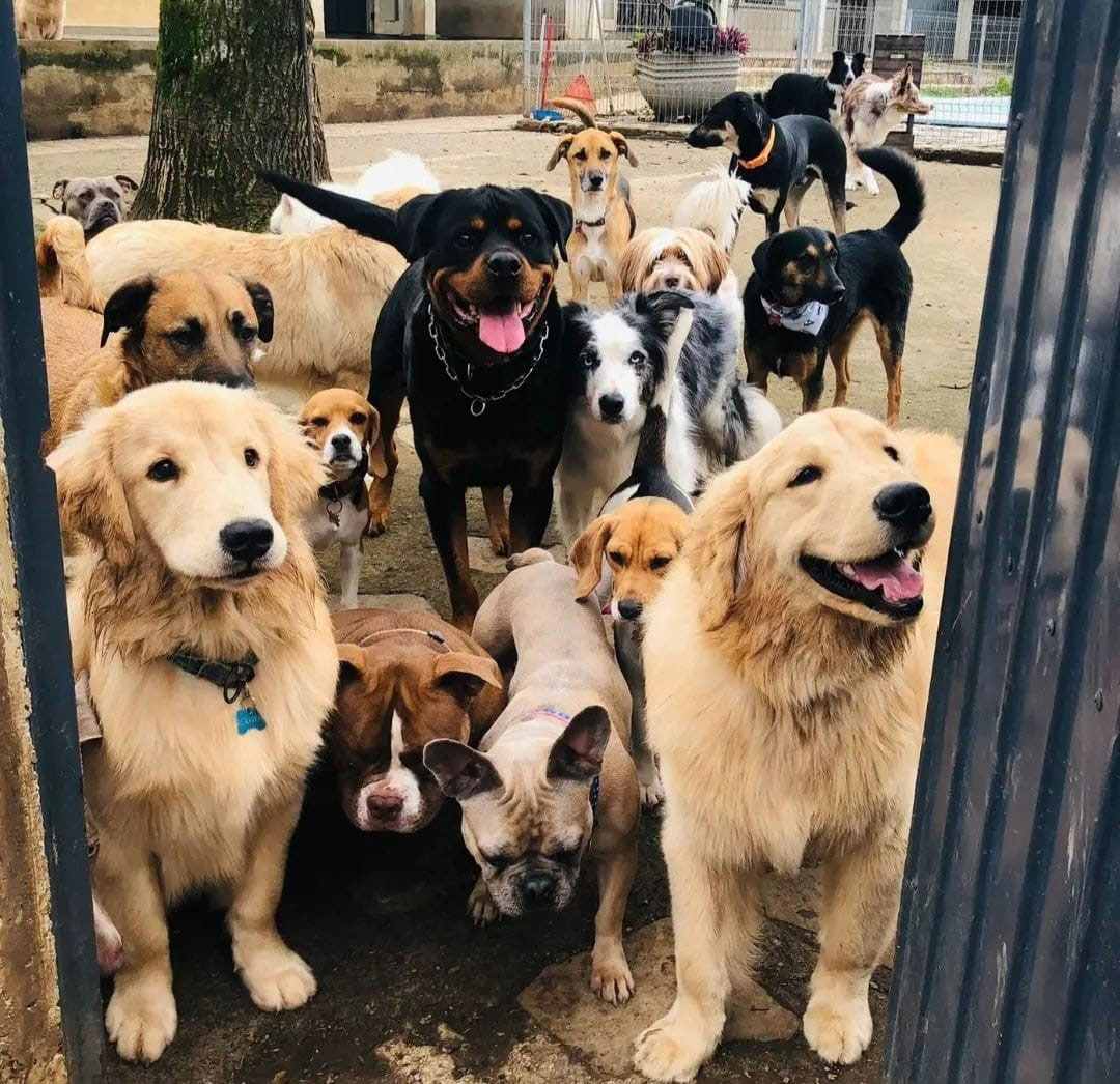 Cãolégio creche, hospedagem e Adestramento para cães em Curitiba e região metropolitana - Cãolégio Creche, hospedagem e adestramento para cães em Curitiba