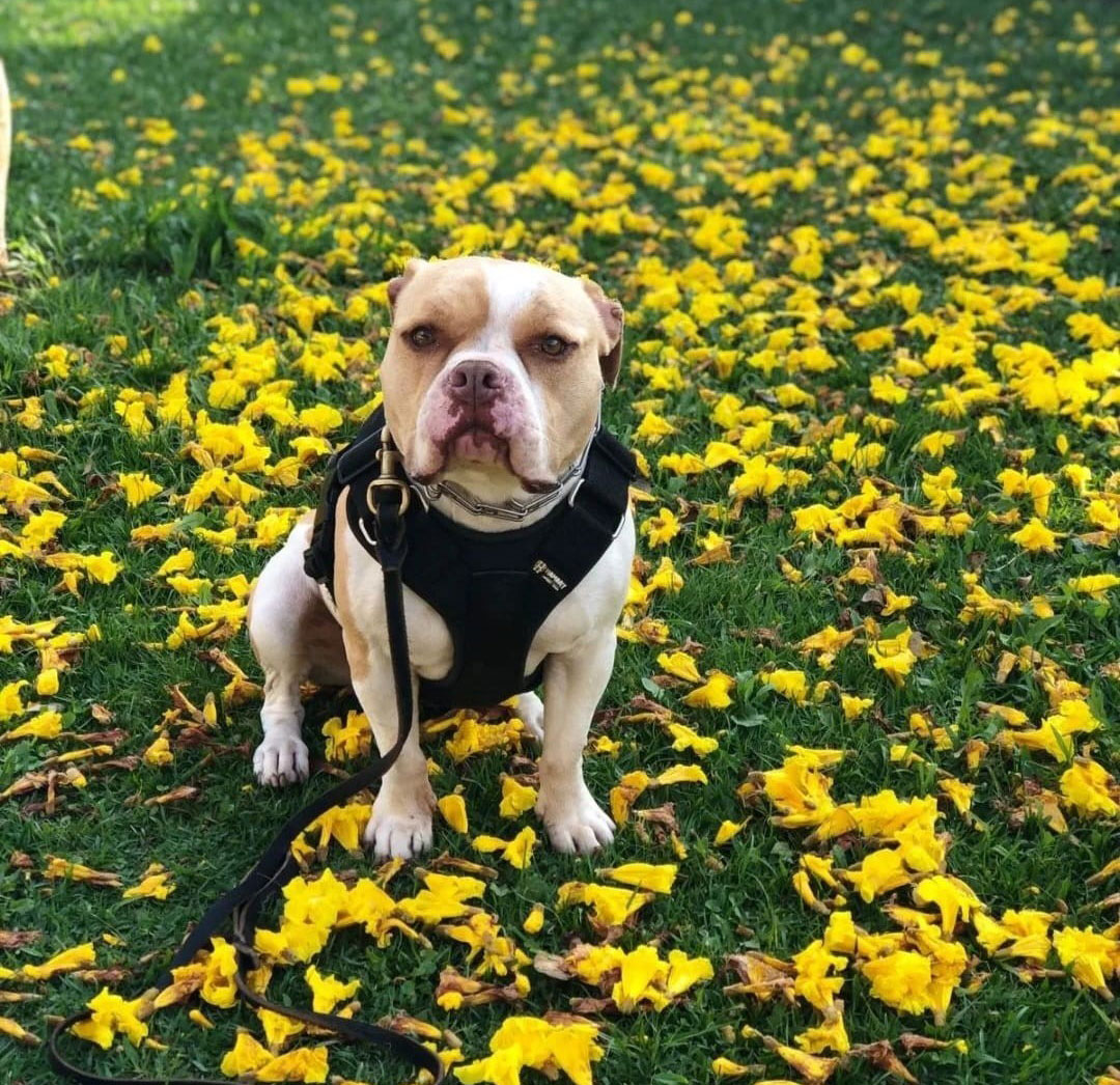 Cãolégio creche, hospedagem e Adestramento para cães em Curitiba e região metropolitana - Cãolégio Creche, hospedagem e adestramento para cães em Curitiba