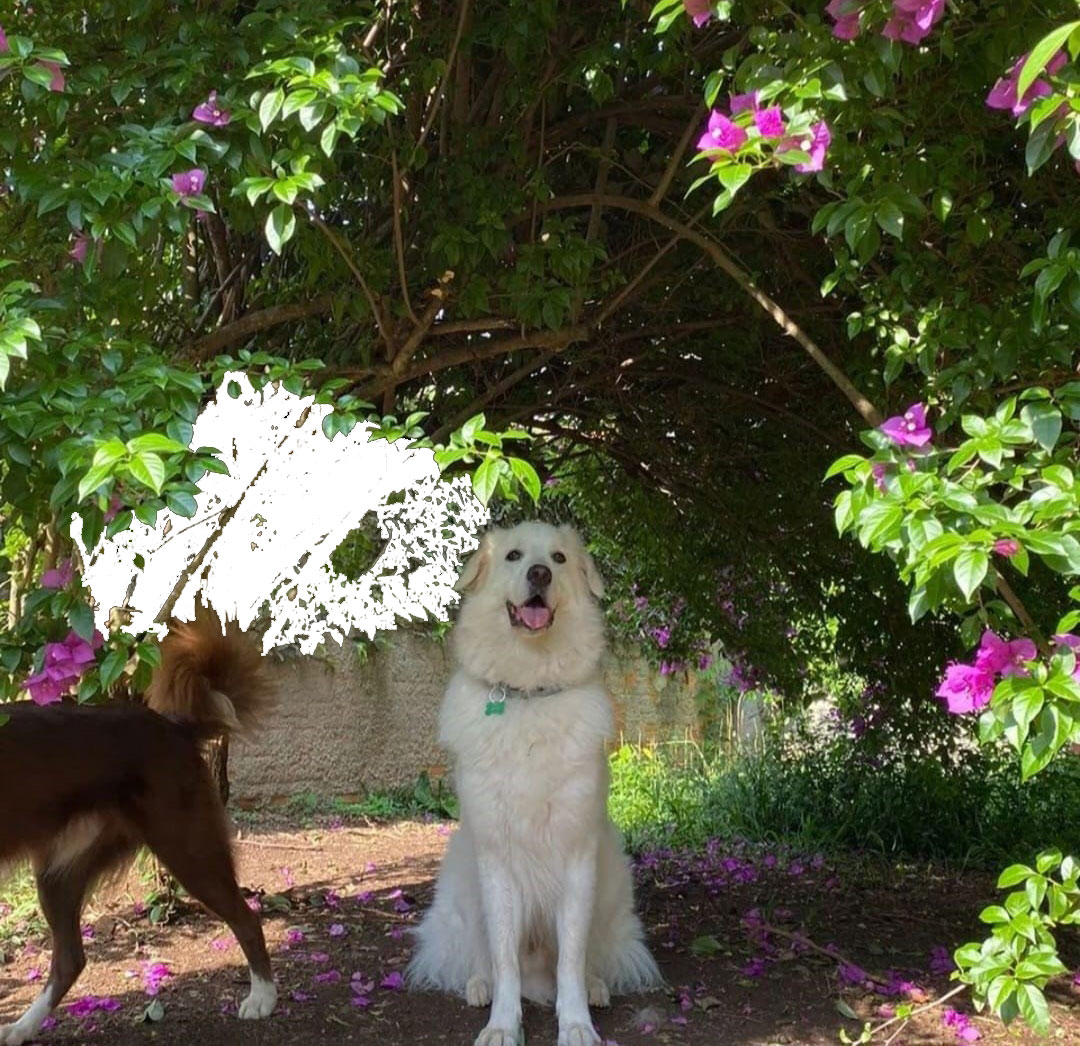 Cãolégio creche, hospedagem e Adestramento para cães em Curitiba e região metropolitana - Cãolégio Creche, hospedagem e adestramento para cães em Curitiba